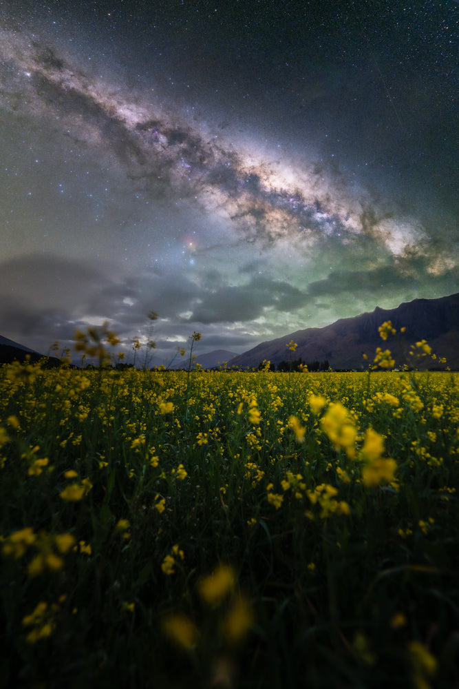 Flower Field Under The Stars (AUS NZ)