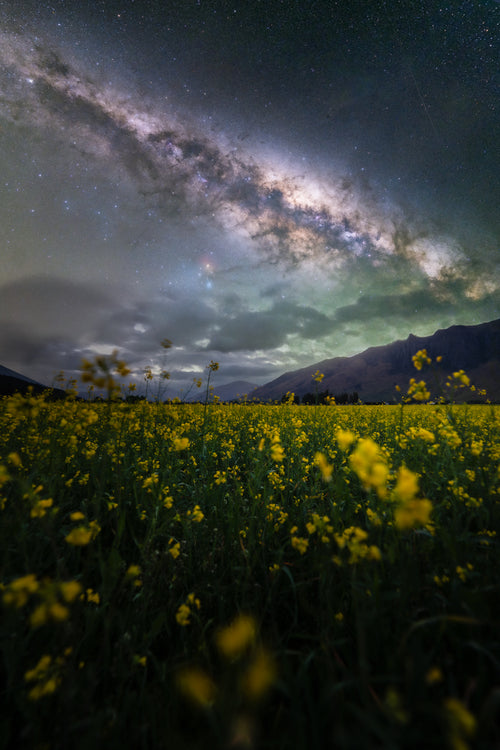 Flower Field Under The Stars (AUS NZ)