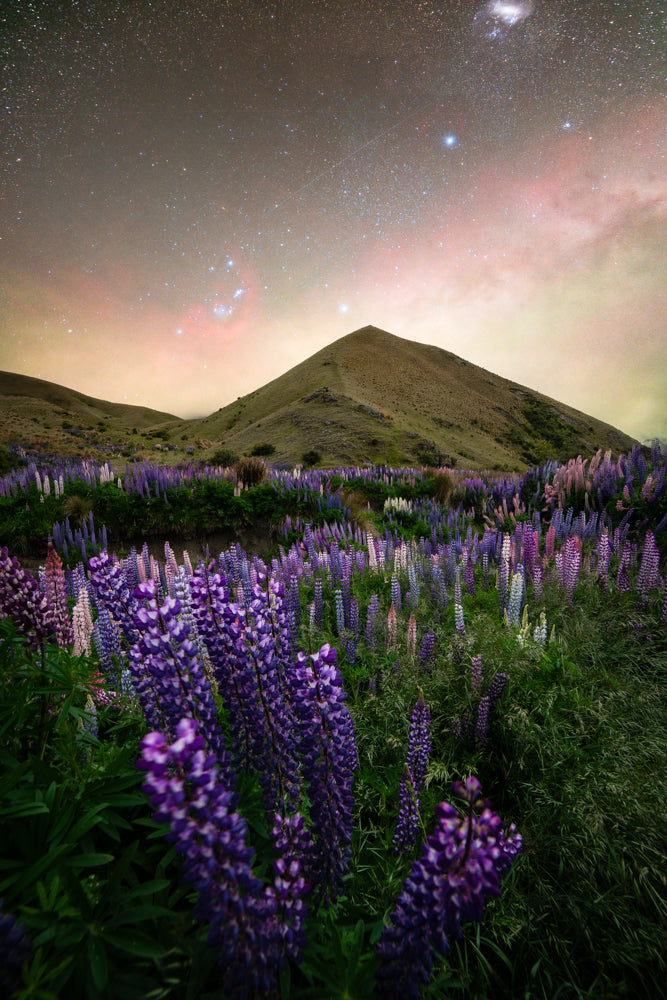 New Zealand Lupins Under The Stars NZ AUS