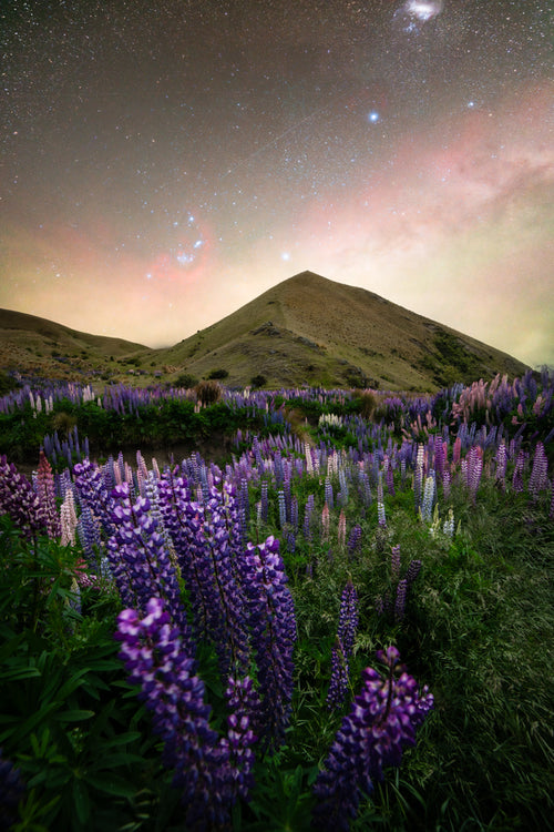 New Zealand Lupins Under The Stars NZ AUS