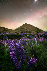 New Zealand Lupins Under The Stars NZ AUS