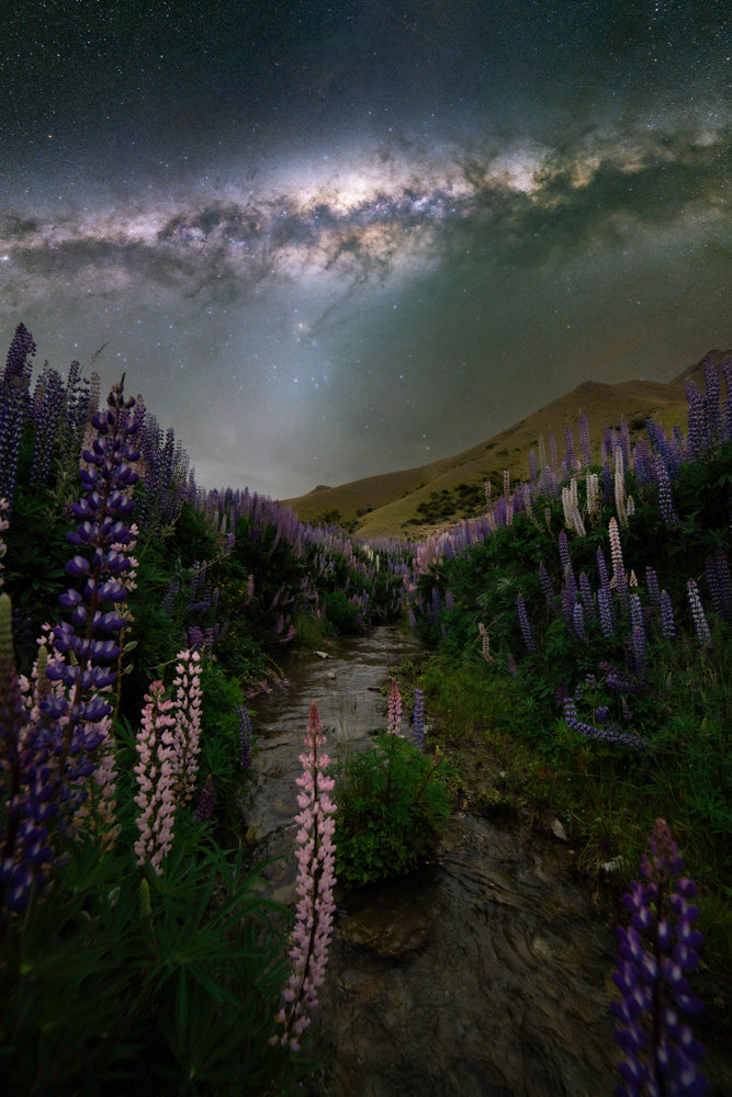 Lupin Field Night Sky Image PRINT NZ AUS