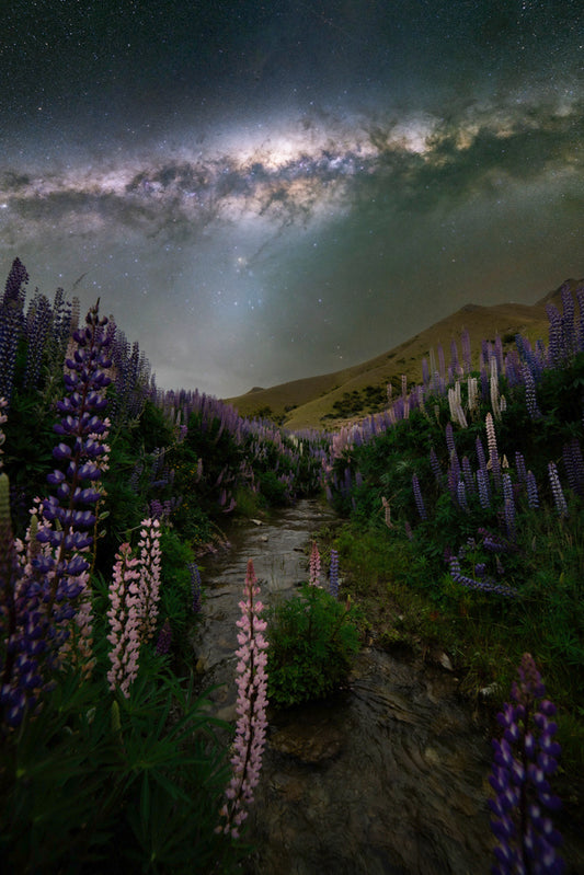 Lupin Field Night Sky Image PRINT NZ AUS