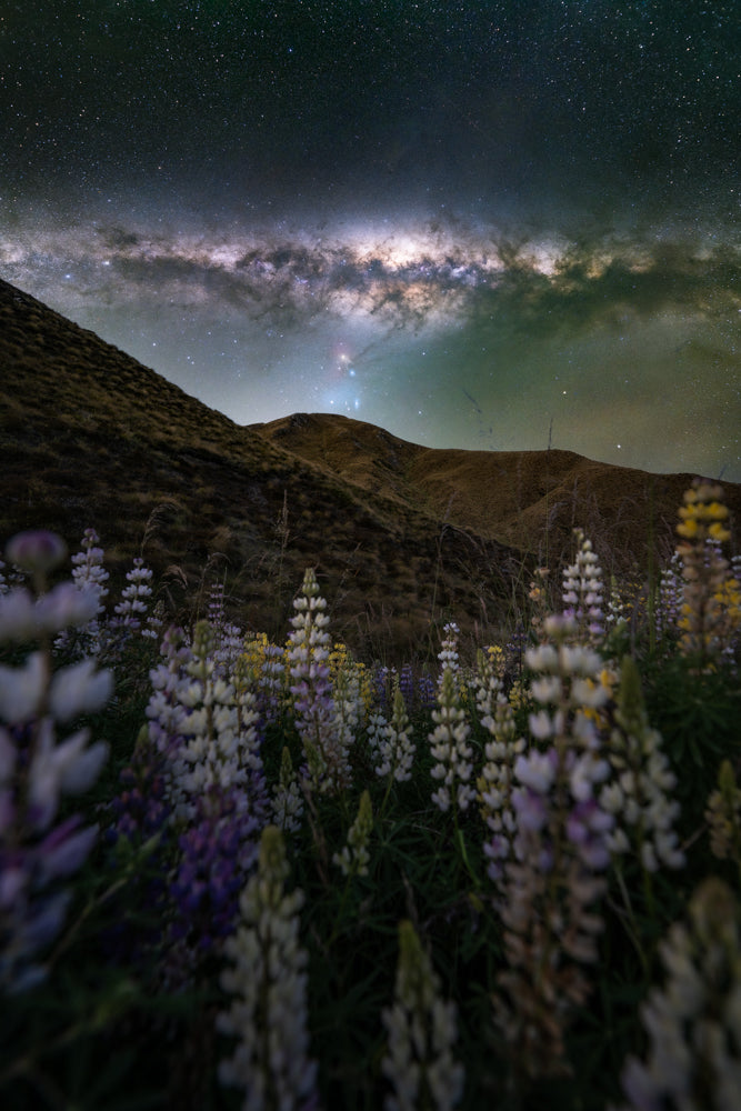 Lupin Field Under The Stars (AUS NZ)